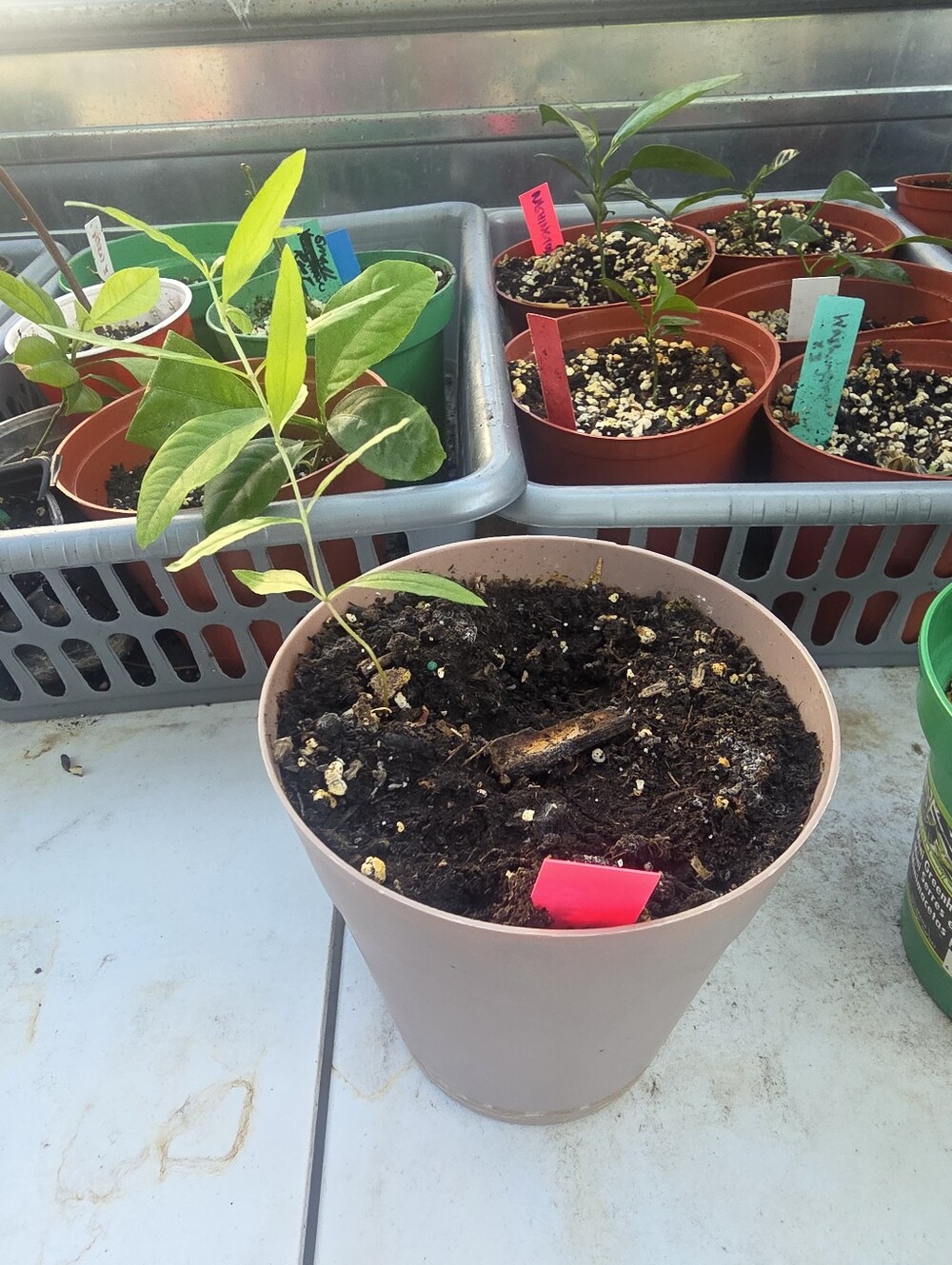 1 Pot Of Pomegranate Seedling Excellent Health Only About 3 Inch Tall